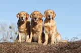 GOLDEN RETRIEVER 035